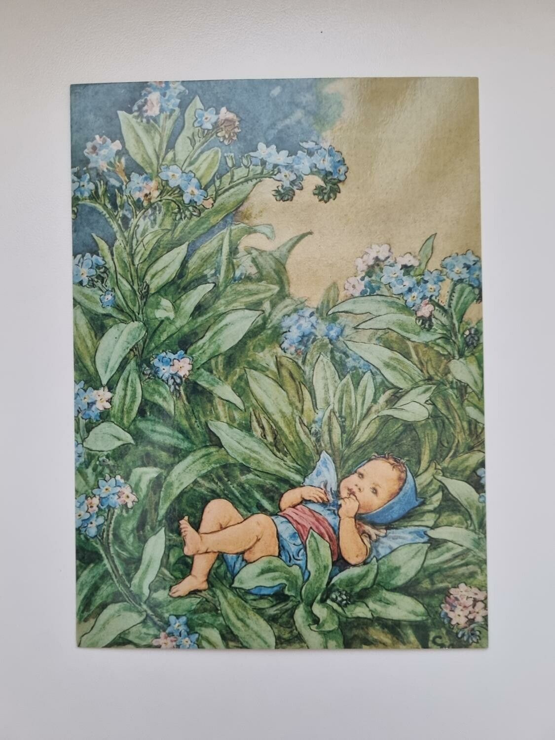 Vykort - Cicely Mary Barker, Förgätmigej