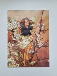 Vykort - Cicely Mary Barker, Slånbär