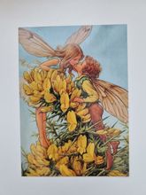 Vykort - Cicely Mary Barker, Ärttörne