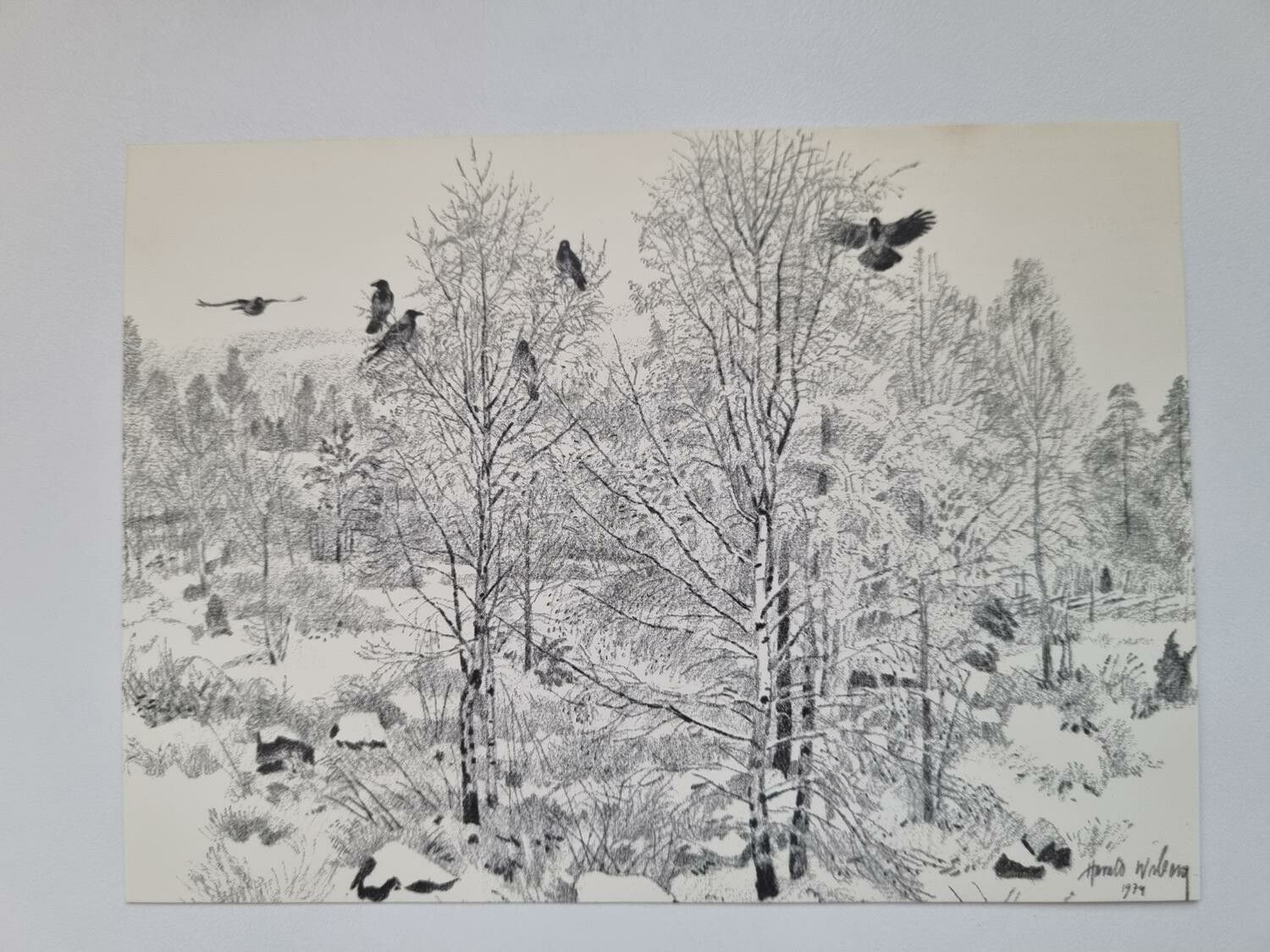 Vykort - Harald Wiberg, Kråkor