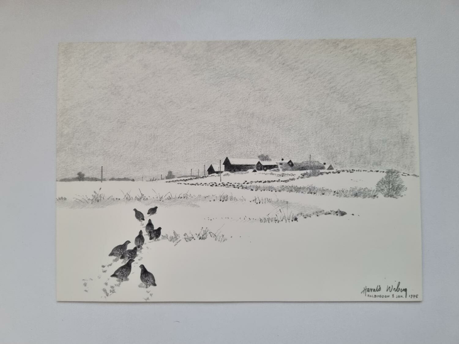 Vykort - Harald Wiberg, Rapphöns