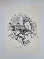 Vykort - Harald Wiberg, Rödhakebo