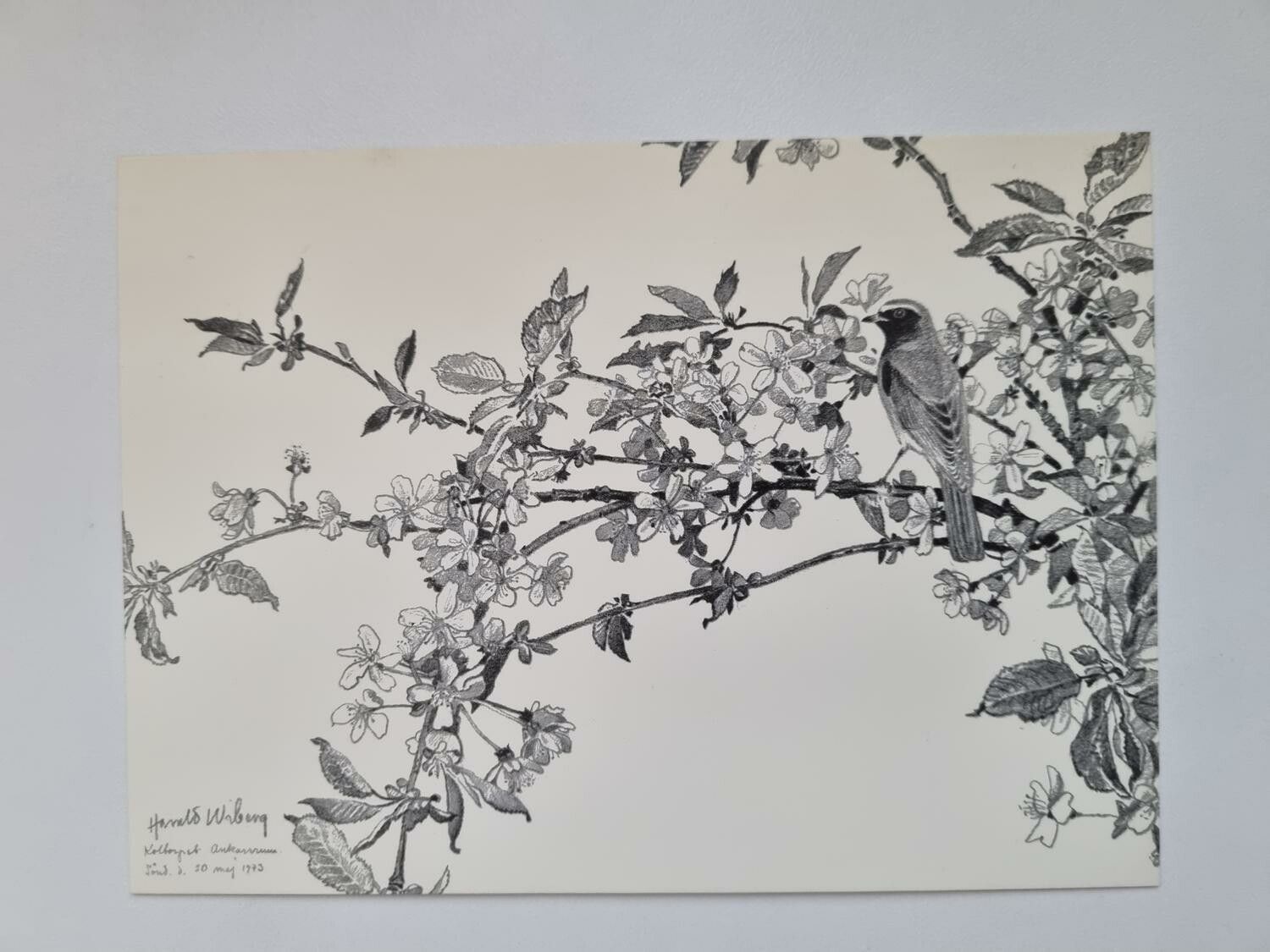 Vykort - Harald Wiberg, Rödstjärt i blommande körsbär