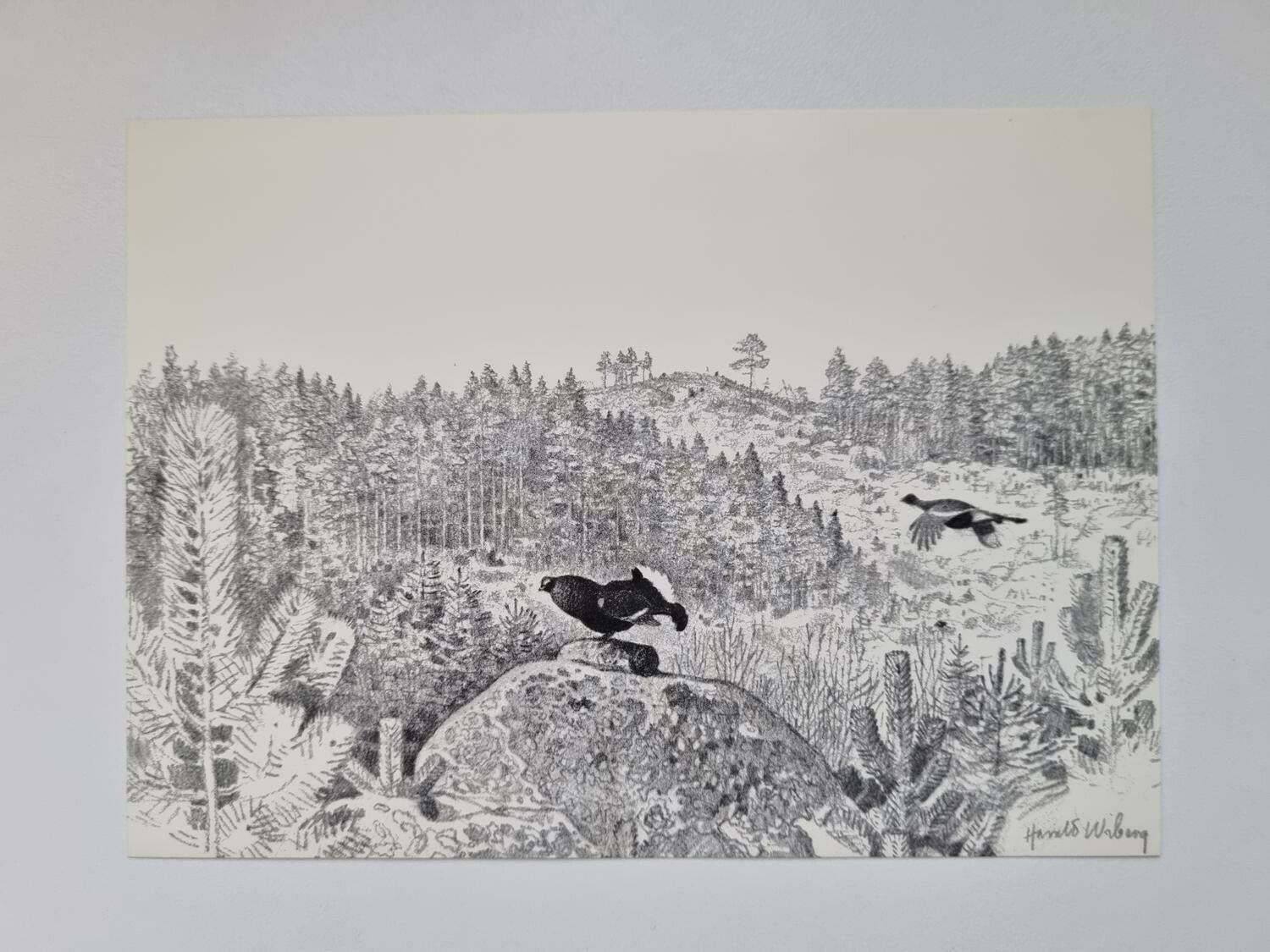 Vykort - Harald Wiberg, Spelande Orrtupp