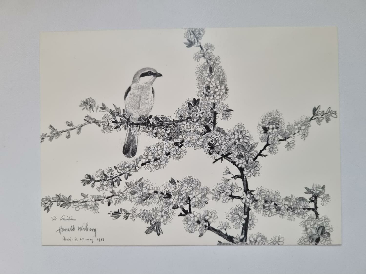 Vykort - Harald Wiberg, Törnskata i blommande slån
