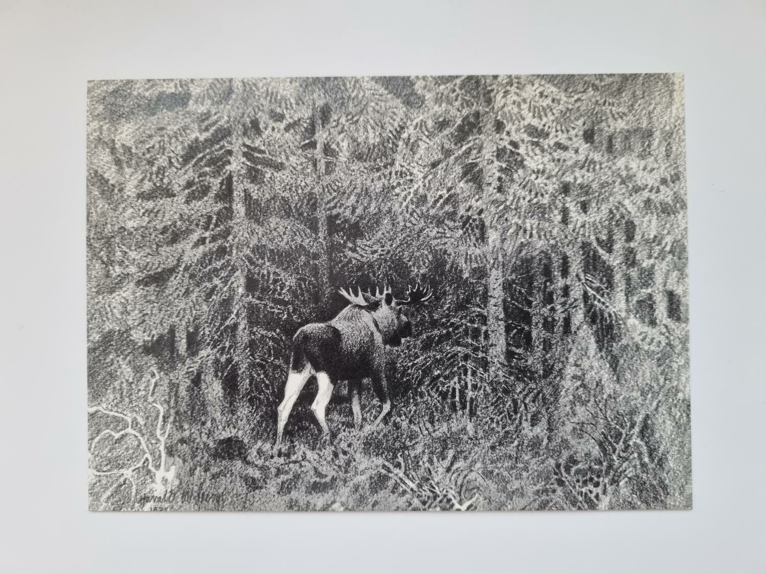 Vykort - Harald Wiberg, Älg i gammal granskog