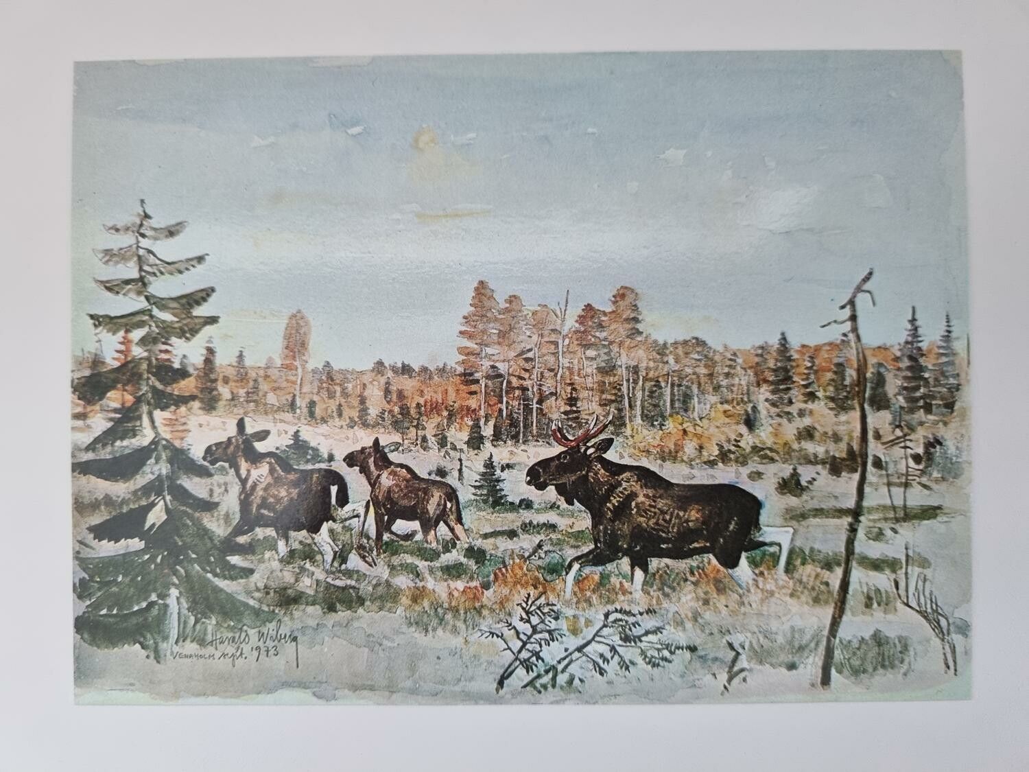 Vykort - Harald Wiberg, Älgfamilj