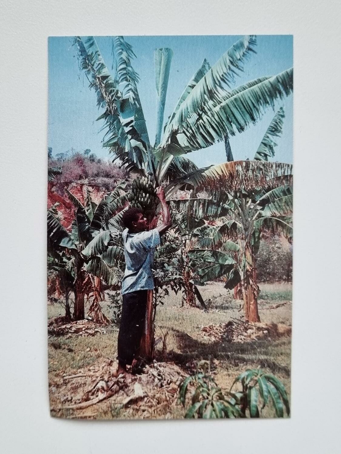 Litet vykort / bild, Harvesting Bananas, Jamaica