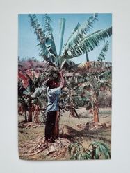 Litet vykort / bild, Harvesting Bananas, Jamaica