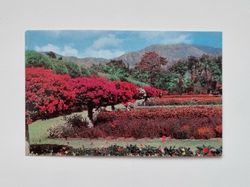Litet vykort / bild, Royal Botanic Gardens, Hope, Kingston, Jamaica