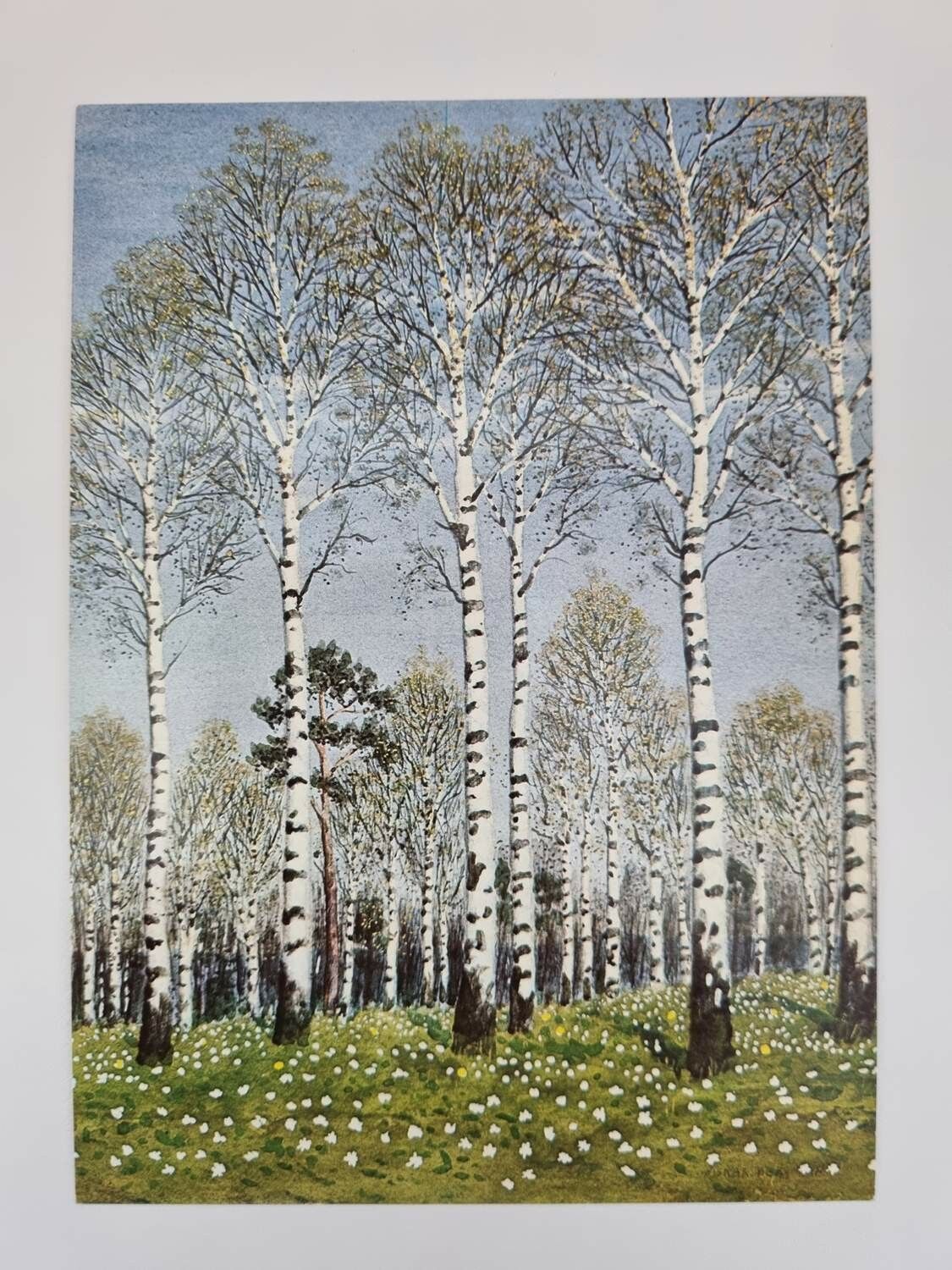 Vykort - Oskar Bergman, Björkdunge