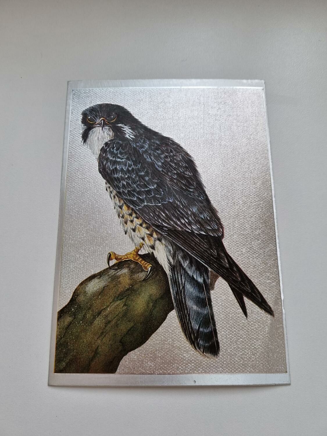 Vykort - Peregrine Falcon by R.J. Smith