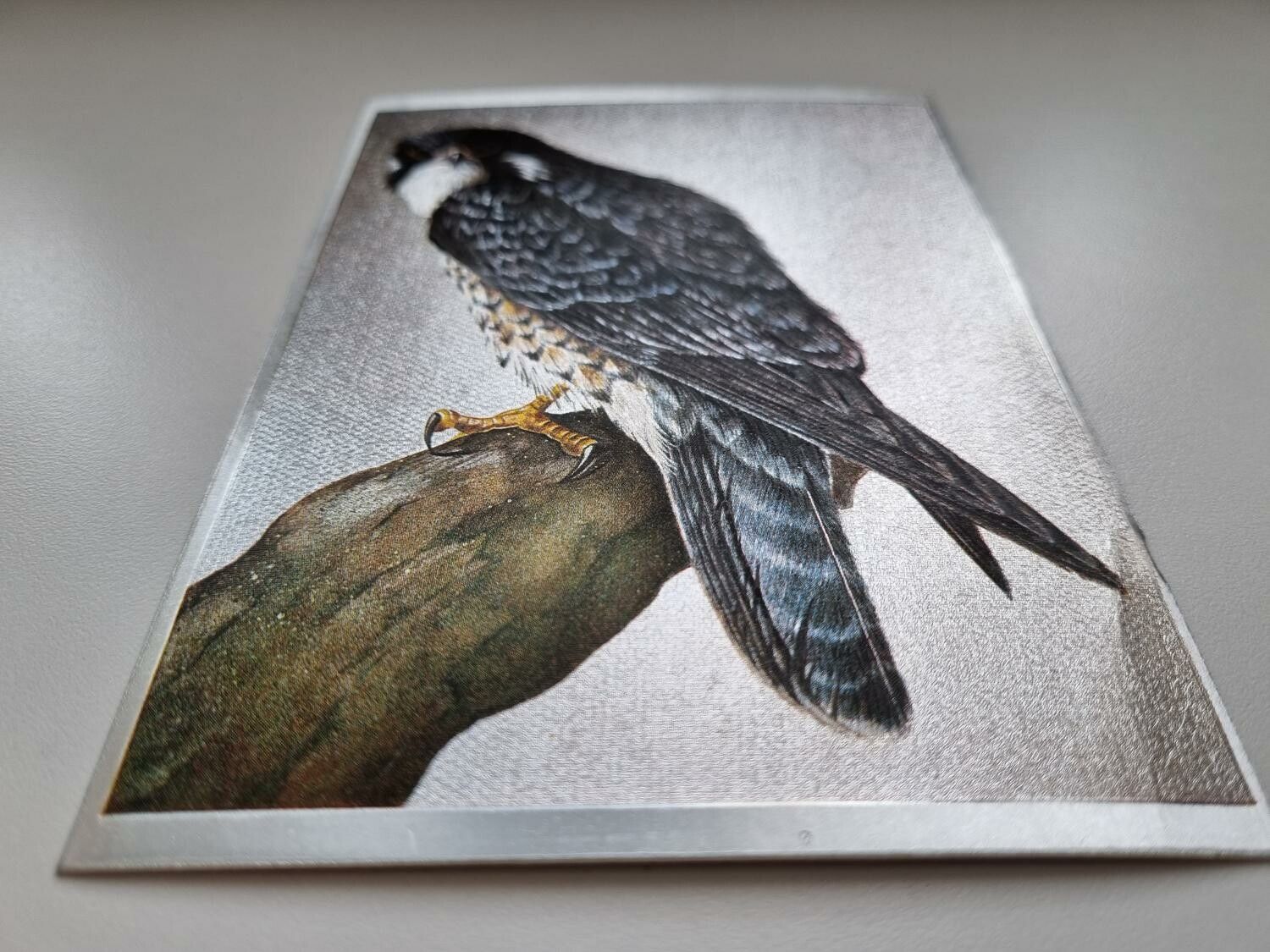 Vykort - Peregrine Falcon by R.J. Smith