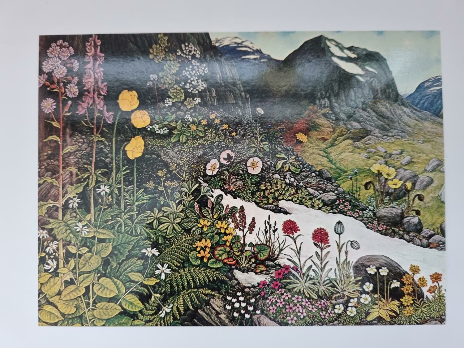 Vykort - Rolf Lidberg, Fjällblommor