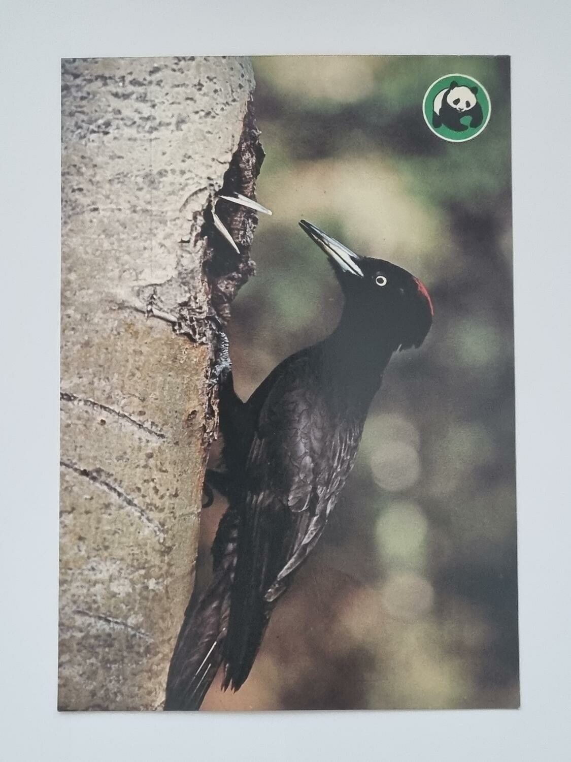 Vykort - Spillkråka (Dryocopus martinus)