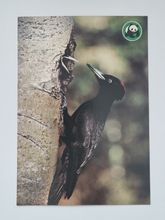 Vykort - Spillkråka (Dryocopus martinus)