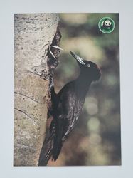 Vykort - Spillkråka (Dryocopus martinus)
