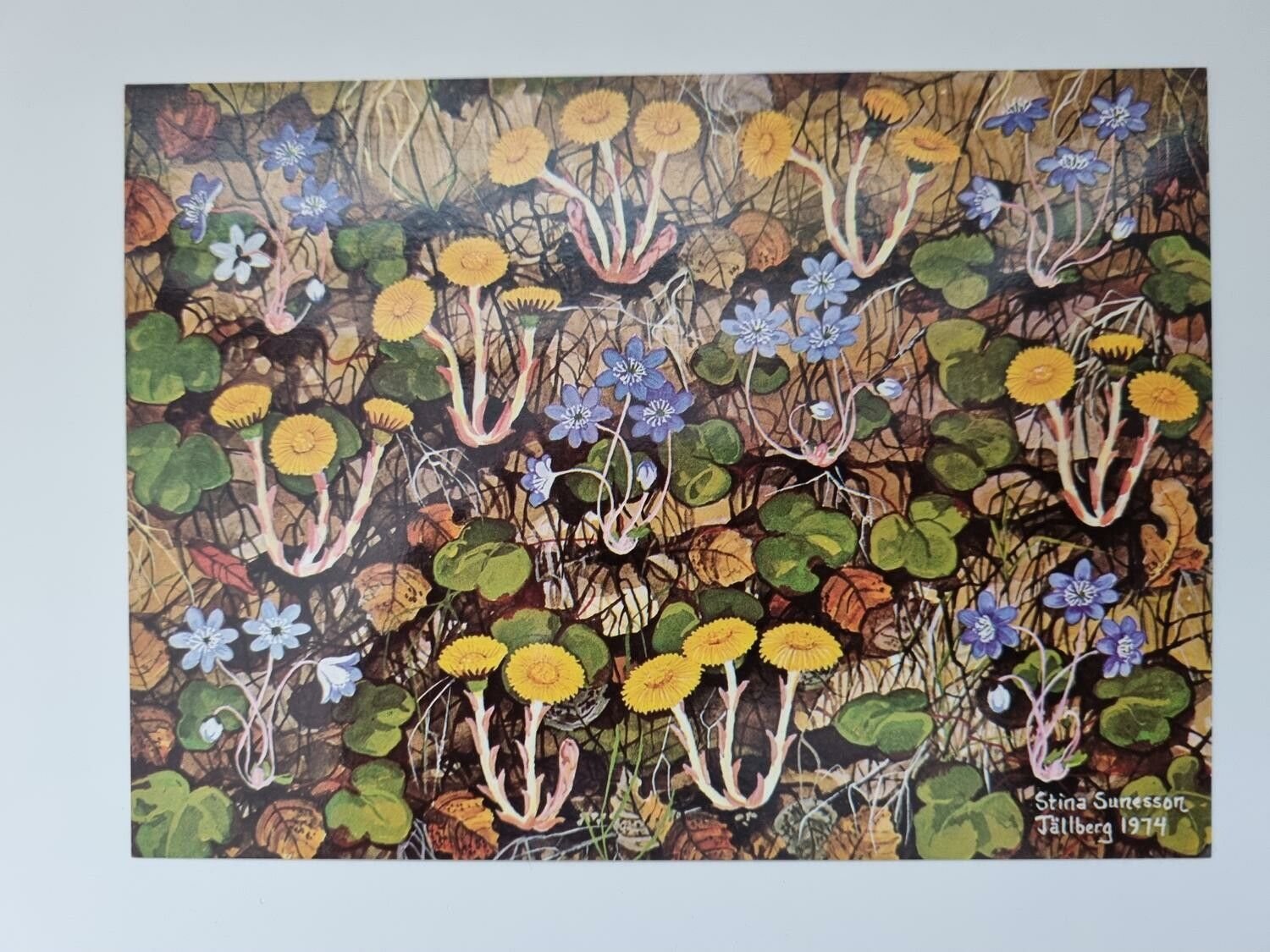 Vykort - Stina Sunesson, Mina första vårblommor