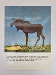 Vykort - John Bauer, Natt