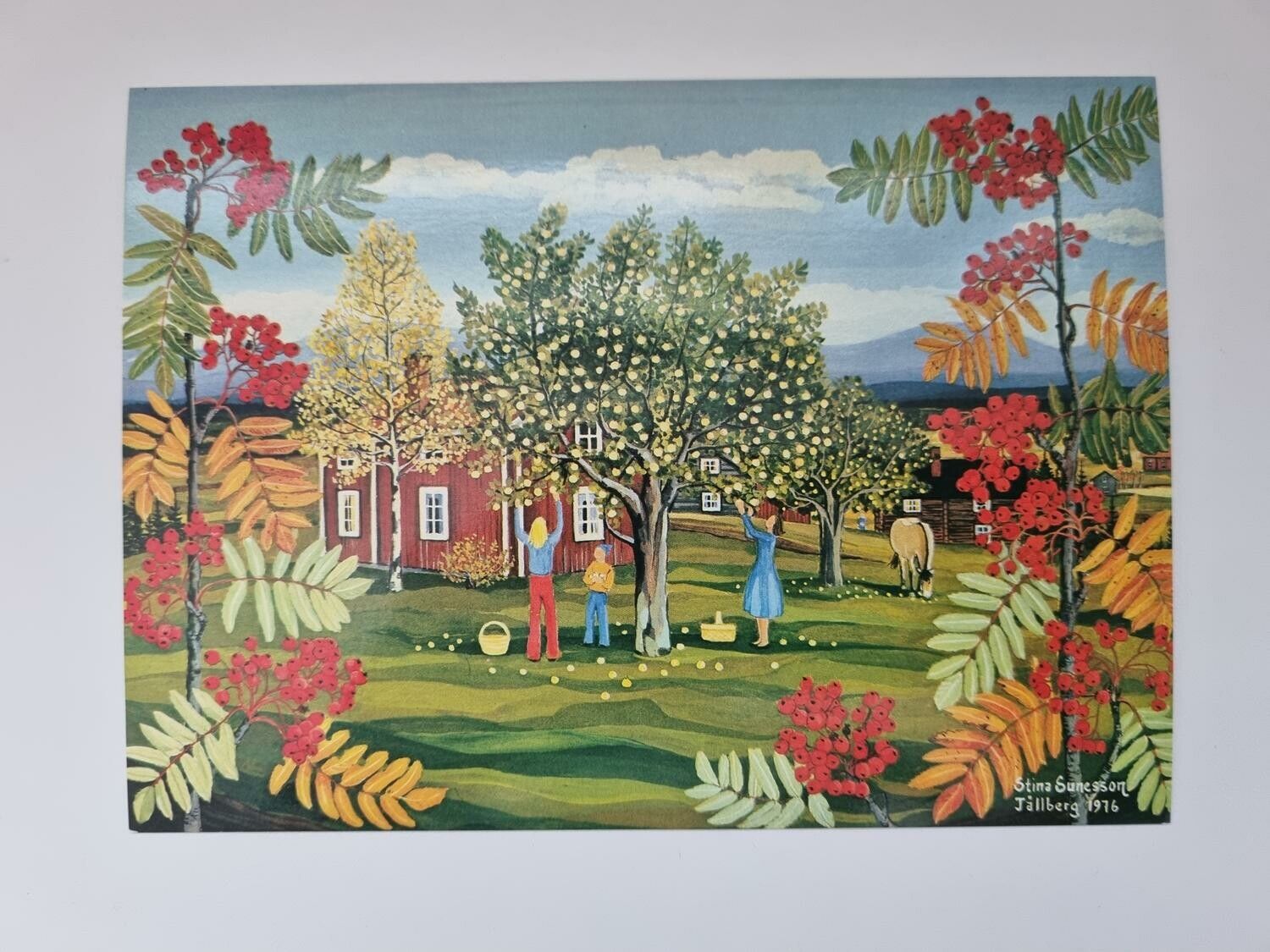 Vykort - Stina Sunesson, Äppelplockning
