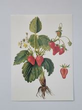 Vykort - Månadssmultron