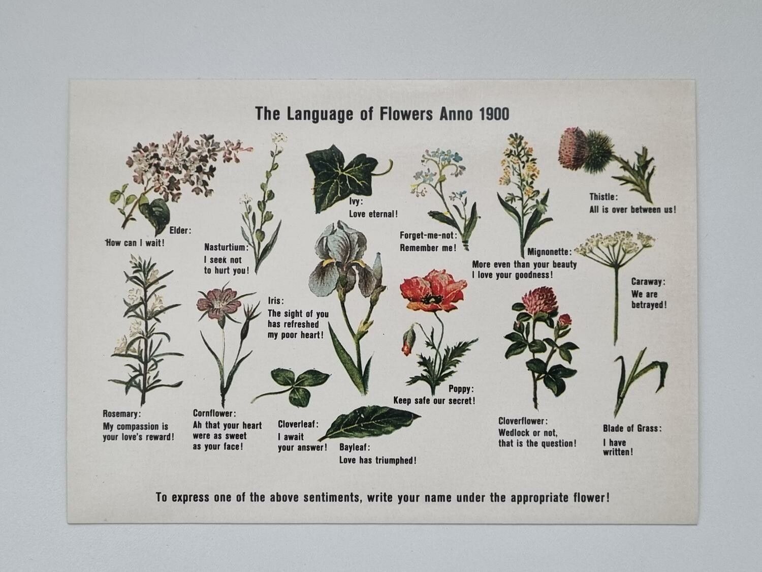 Vykort - The language of Flowers Anno 1900