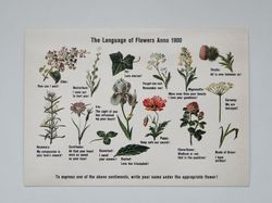 Vykort - The language of Flowers Anno 1900