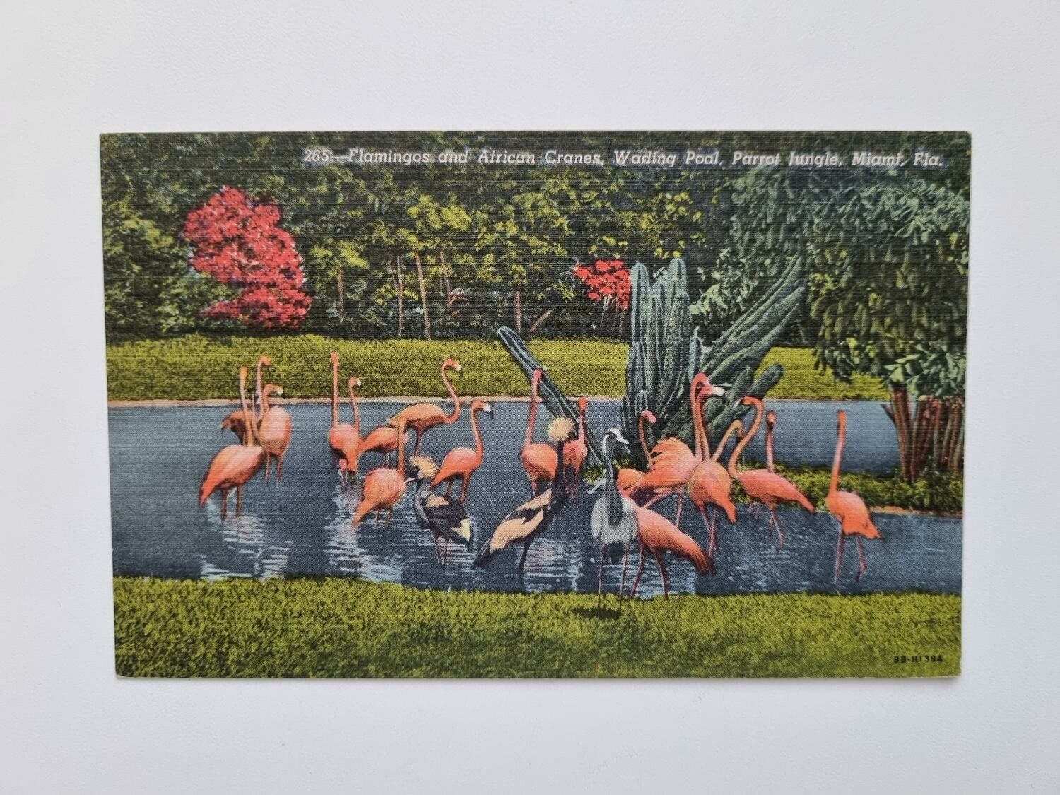 Vykort Flamingos and African Cranes