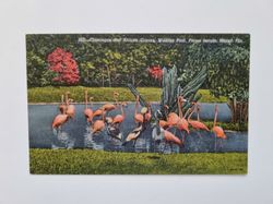 Vykort Flamingos and African Cranes