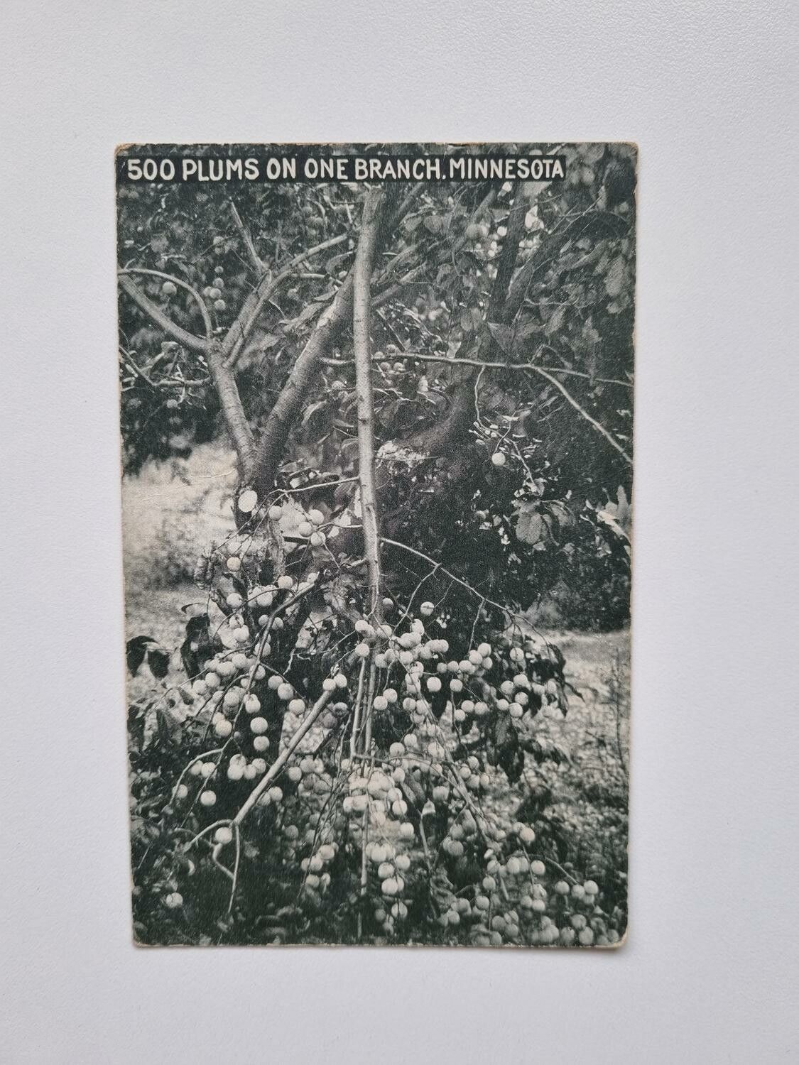 Vykort 500 Plums on one branch, Minnesota