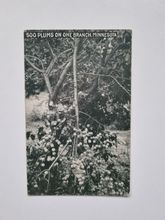 Vykort 500 Plums on one branch, Minnesota