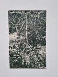 Vykort 500 Plums on one branch, Minnesota