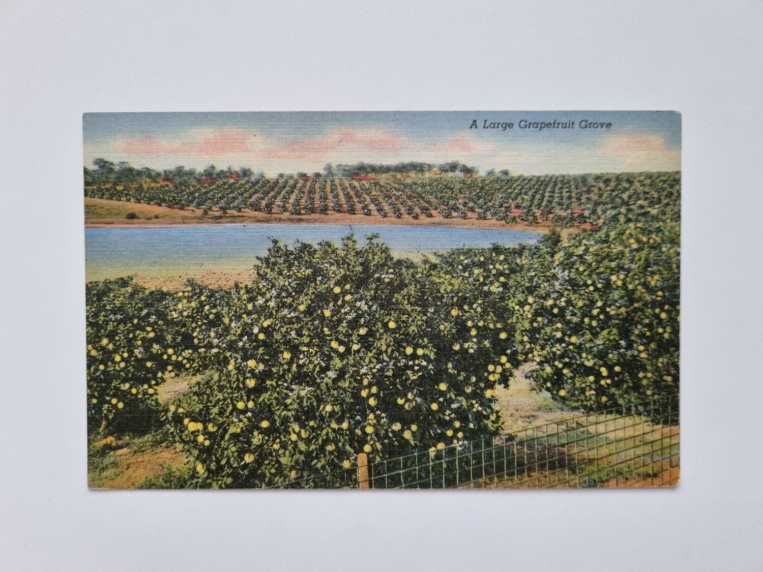 Vykort A Large Grapefruit Grove