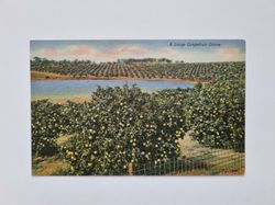 Vykort A Large Grapefruit Grove