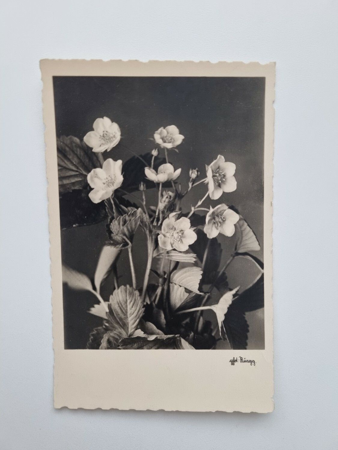 Vykort Blommor