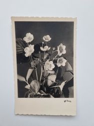 Vykort Blommor