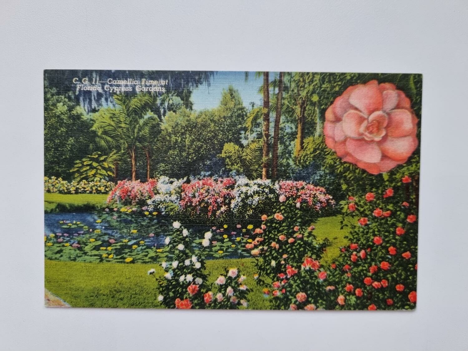 Vykort Camellia. Time at Florida Cypress Gardens