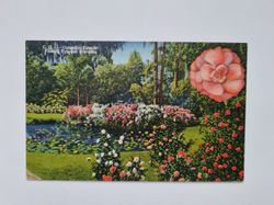 Vykort Camellia. Time at Florida Cypress Gardens