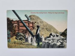 Vykort Canadian Harvesting Scene: Filling the Bags with Grain