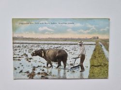 Vykort Cultivating Rice Field with Water Buffalo