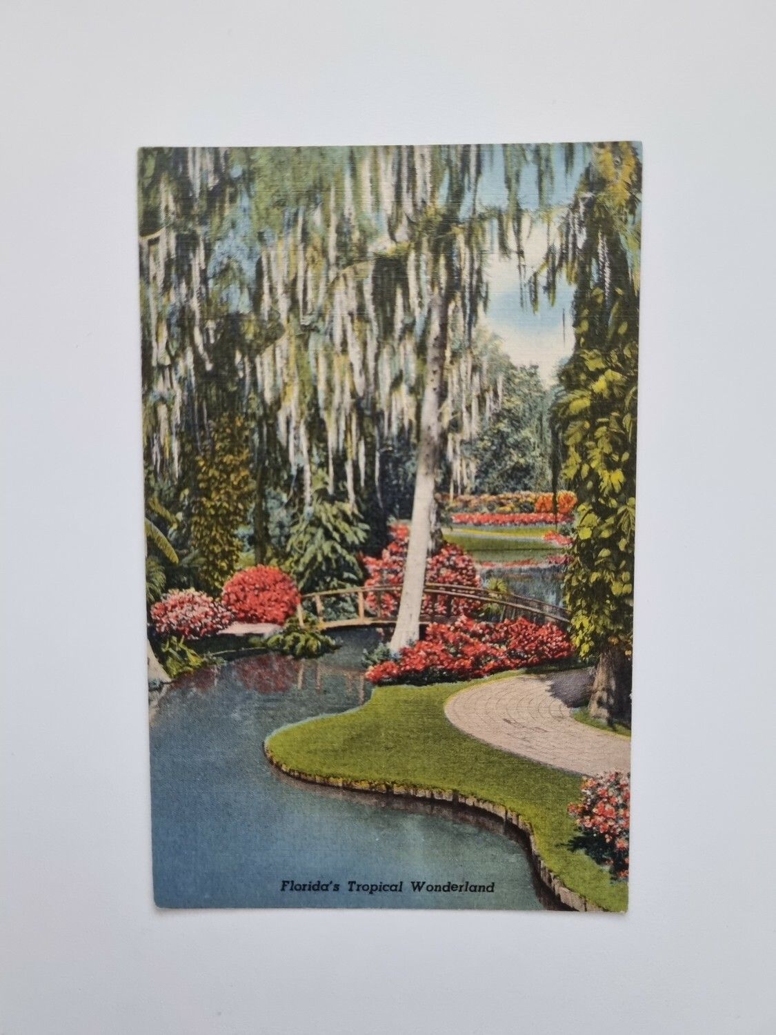 Vykort Florida's Tropical Wonderland