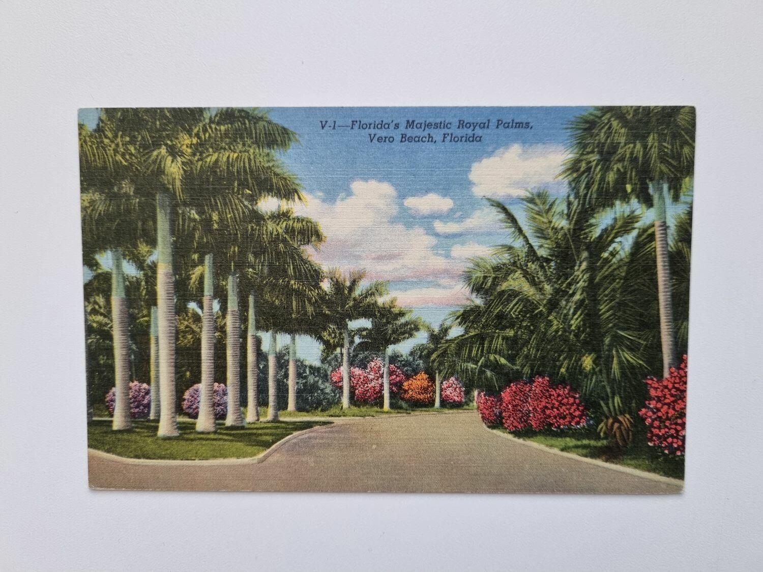 Vykort Florida's Majestic Royal Palms, Vero Beach, Florida