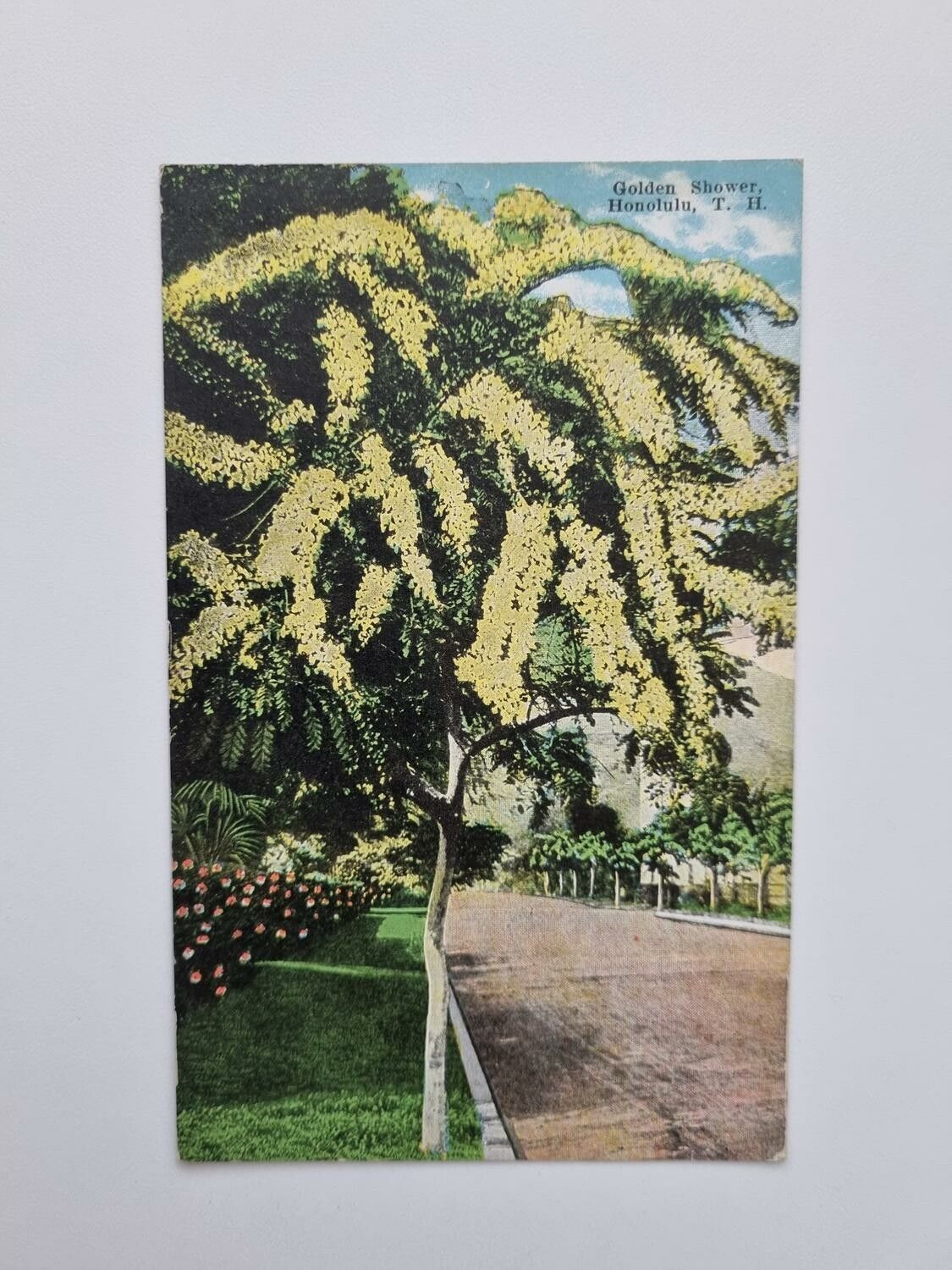 Vykort Golden Shower. Honolulu, T.H