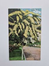 Vykort Golden Shower. Honolulu, T.H
