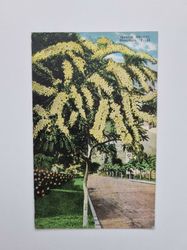 Vykort Golden Shower. Honolulu, T.H