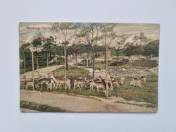 Vykort Göteborg, Hjorthagen Slottskogen 1915