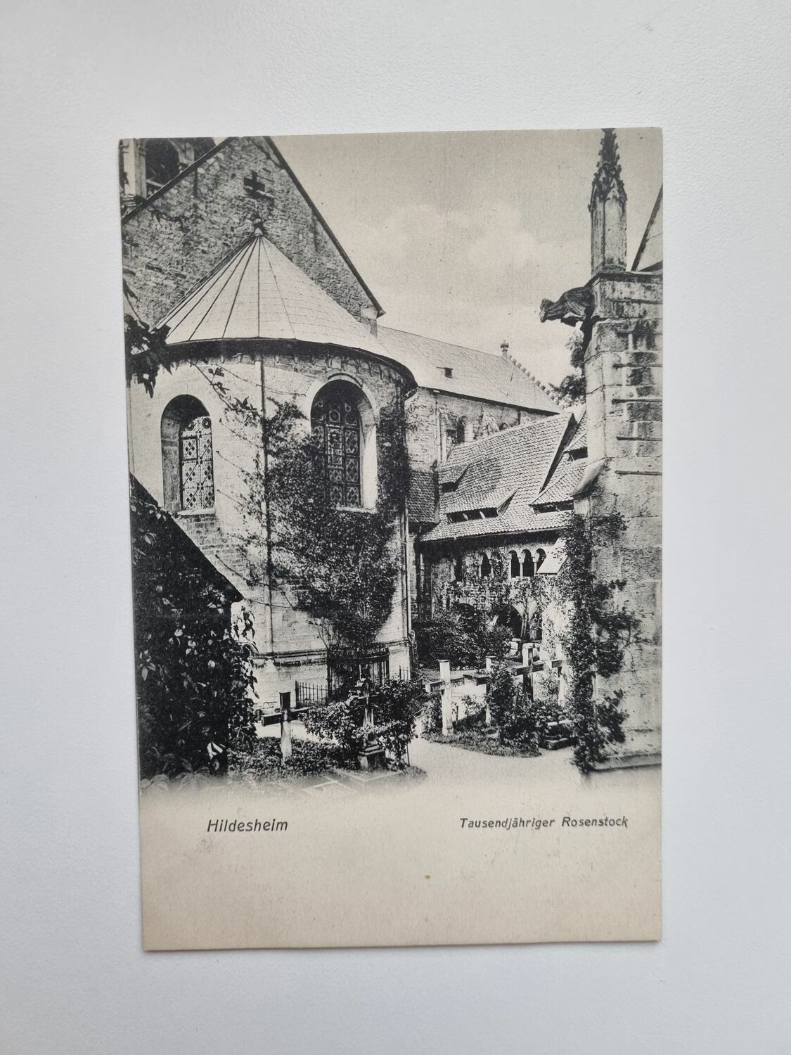 Vykort Hildesheim Tausendjähriger Rosenstock