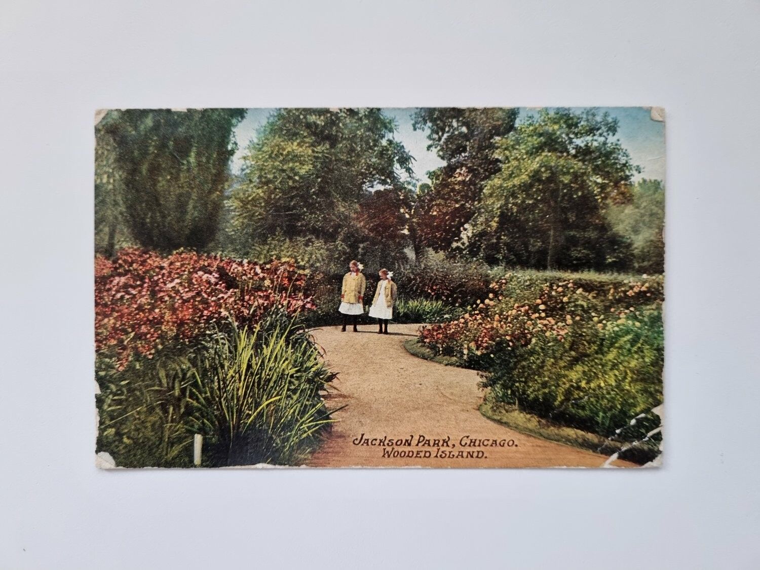Vykort JACKSON PARK, CHICAGO. WOODED ISLAND, 1911