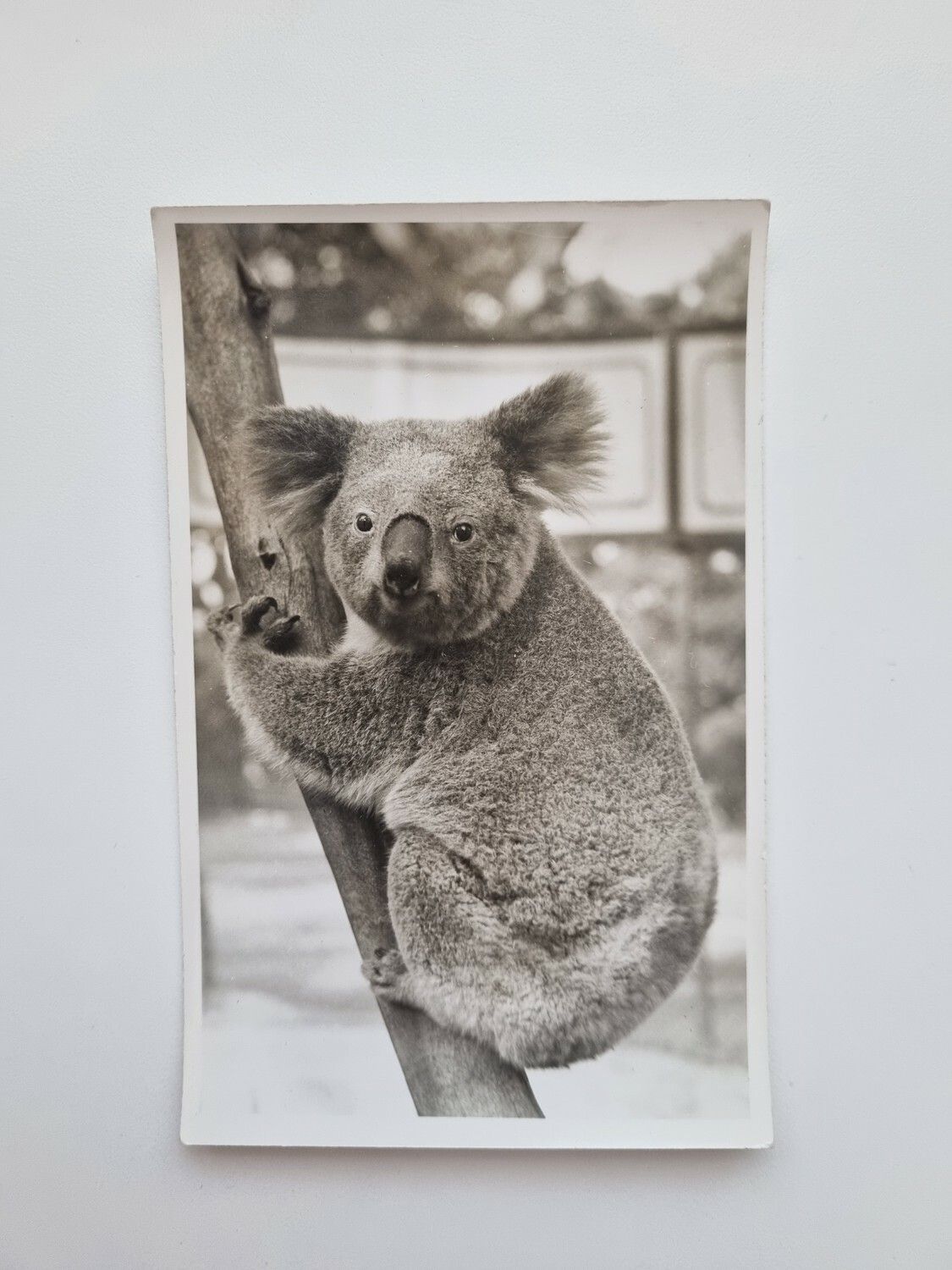 Vykort Koala