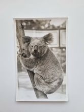 Vykort Koala
